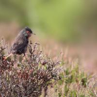 Dartford Warbler 2 